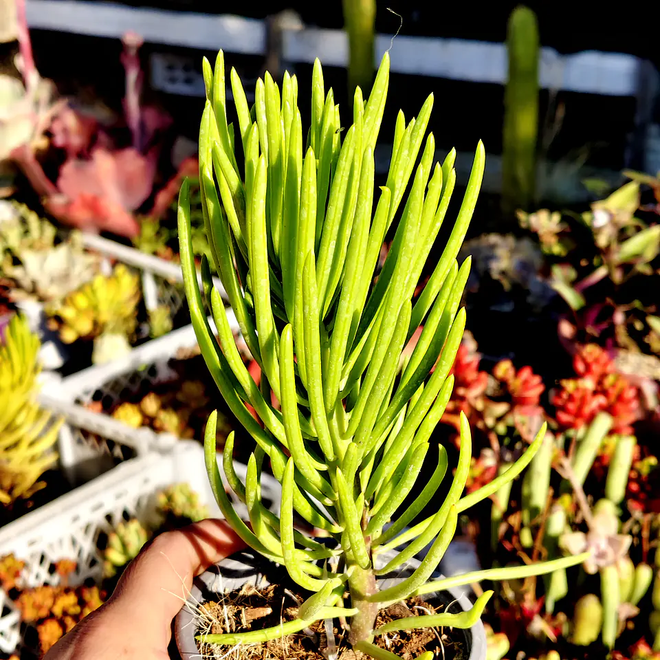 Senecio Cilindricus  4