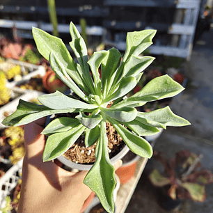 Senecio Kleiniiformis 