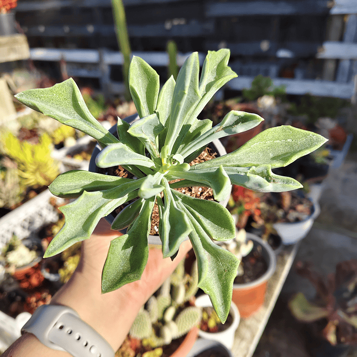 Senecio Kleiniiformis  3