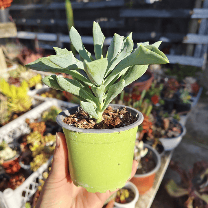 Senecio Kleiniiformis  4