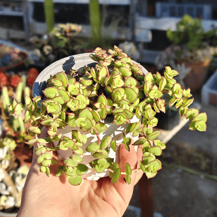 Crassula Pellucida 2