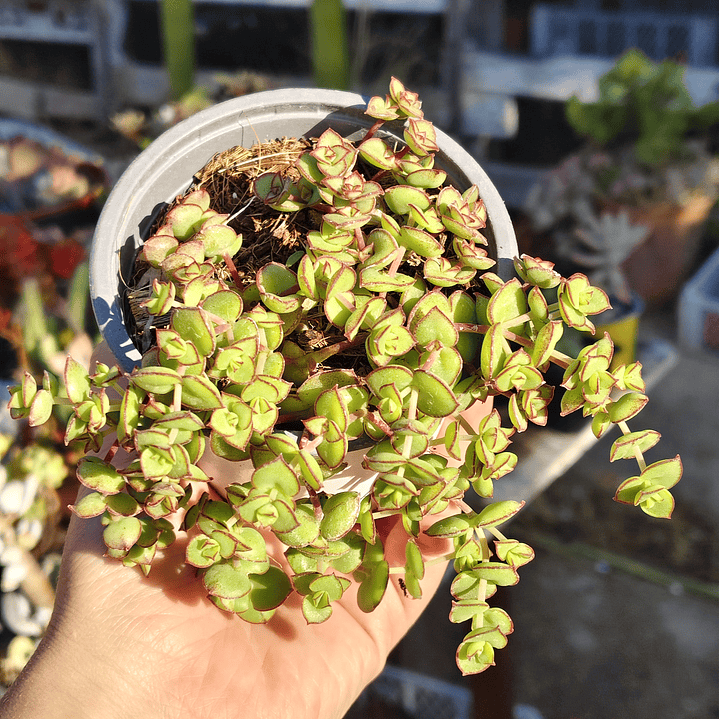 Crassula Pellucida 5