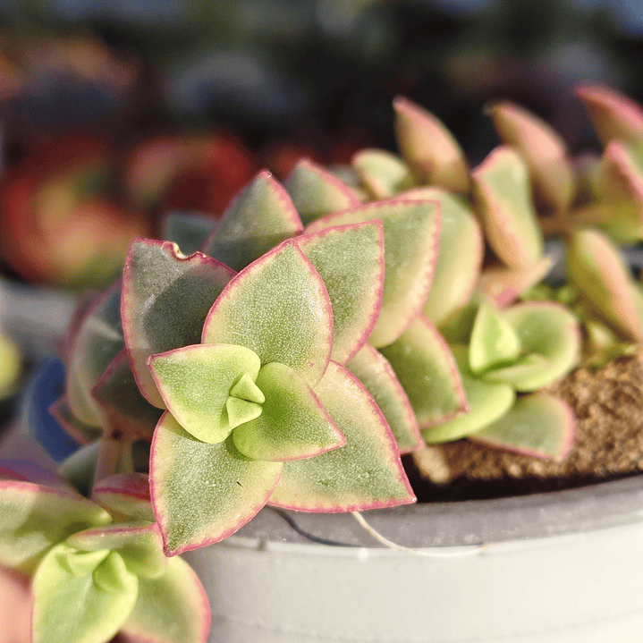 Crassula Pellucida Variegada 2