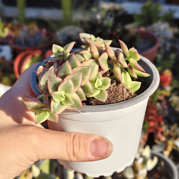 Crassula Pellucida Variegada 1