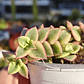 Crassula Pellucida Variegada - Miniatura 3