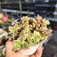 Crassula Pellucida Variegada - Miniatura 4
