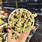 Crassula Pellucida Variegada - Miniatura 6