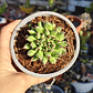 Sempervivum Oddity - Miniatura 2