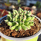Sempervivum Oddity - Miniatura 3