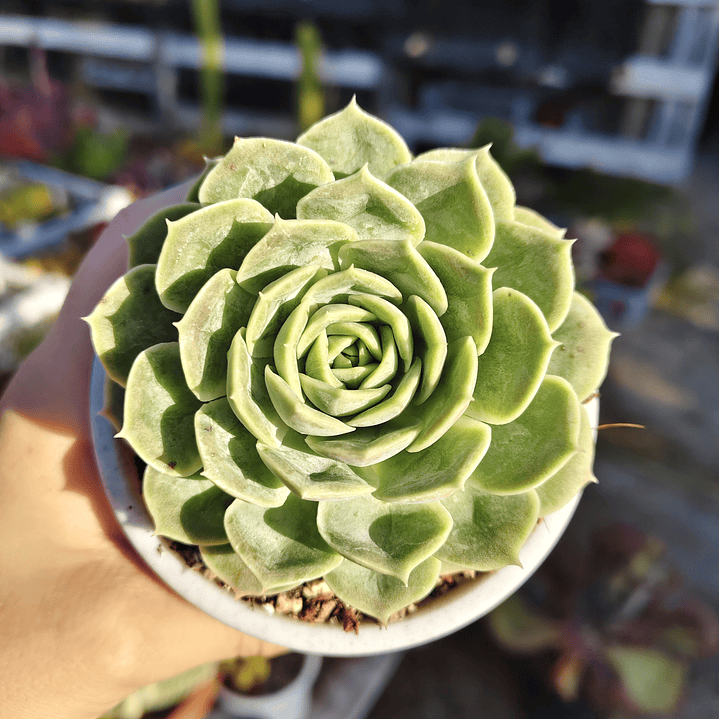 Echeveria Onslow 1