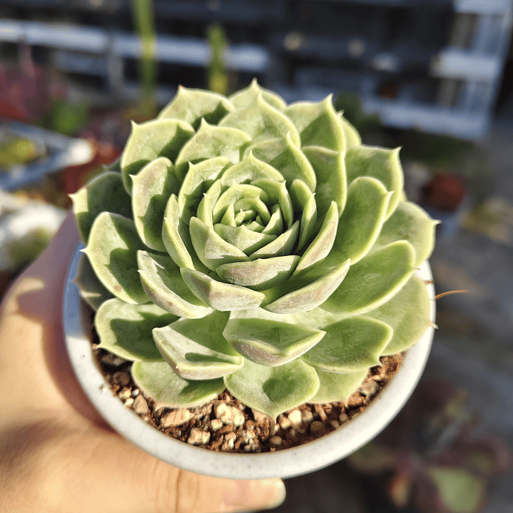 Echeveria Onslow 2