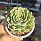 Echeveria Onslow - Miniatura 2