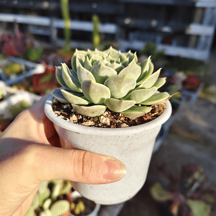 Echeveria Onslow 3