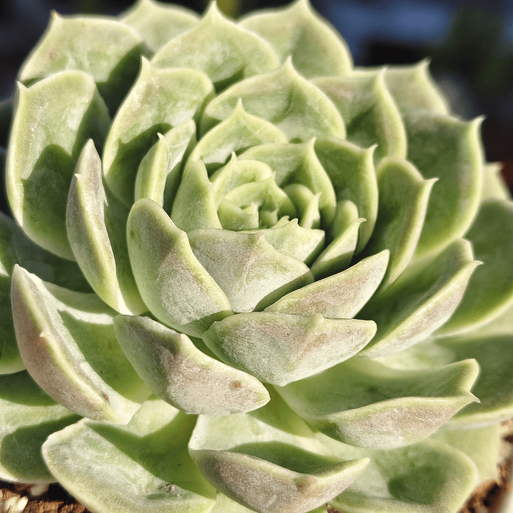 Echeveria Onslow 4