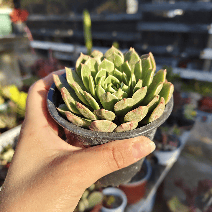 Graptoveria Olivia  2