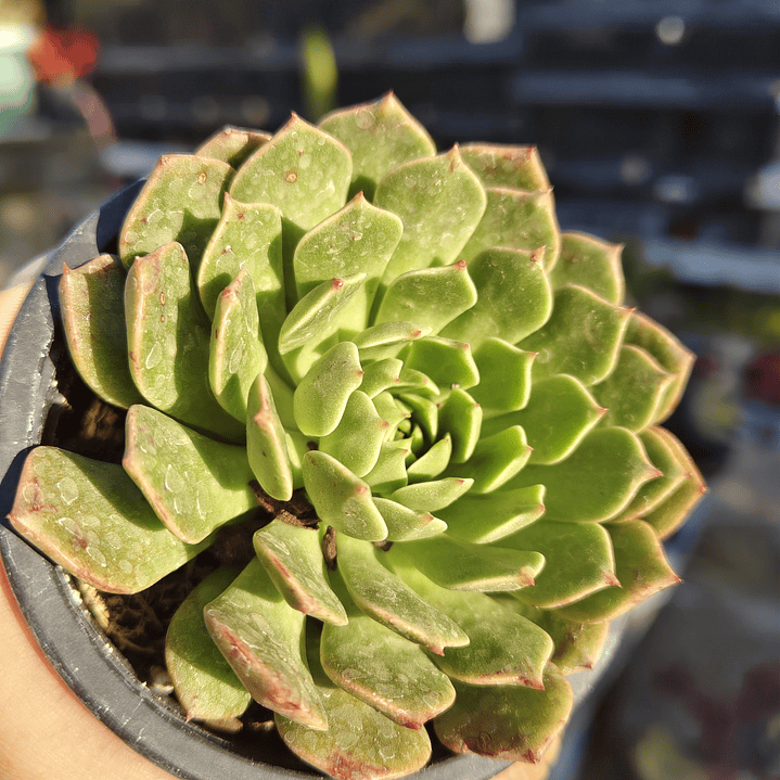 Graptoveria Olivia  1