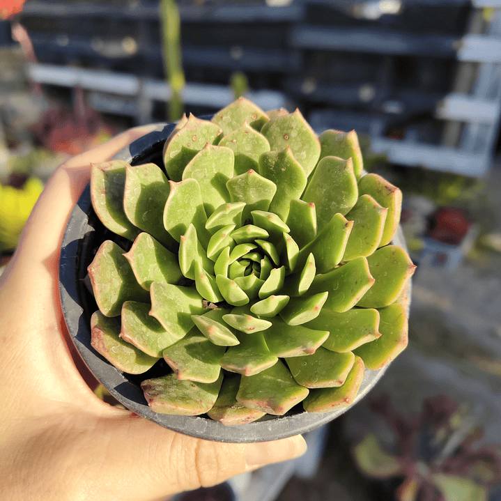 Graptoveria Olivia  4