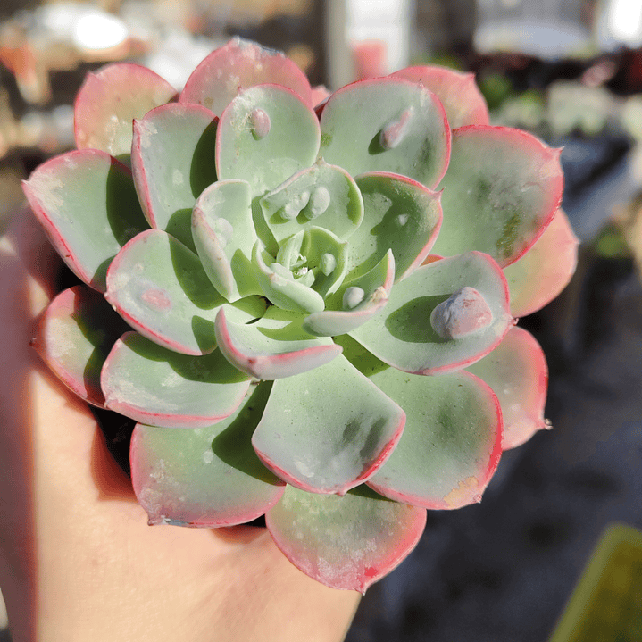 Echeveria Raindrops 1