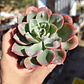 Echeveria Raindrops - Miniatura 2