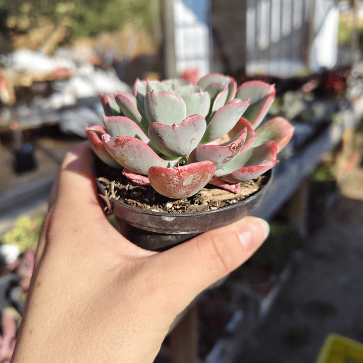 Echeveria Raindrops 4