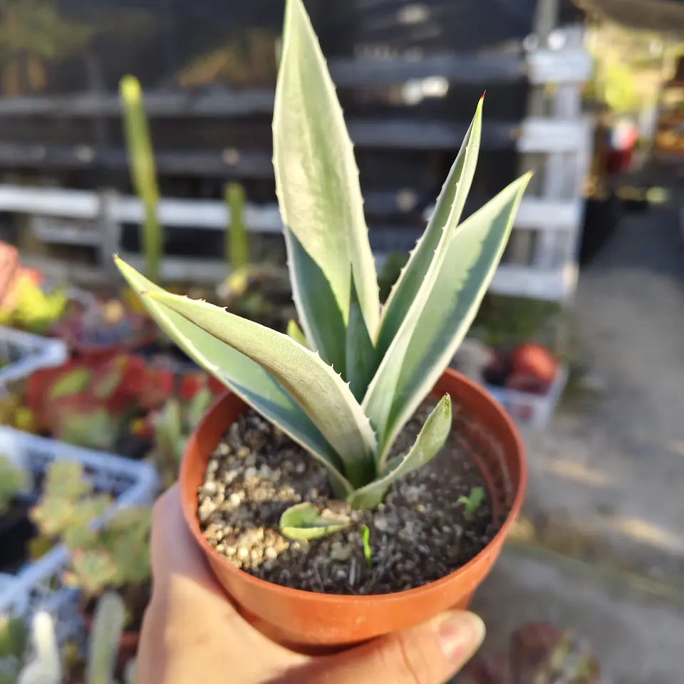 Agave Angustifolia var. Marginata 3