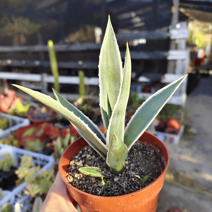 Agave Angustifolia var. Marginata 4