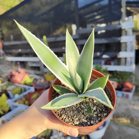Agave Angustifolia var. Marginata