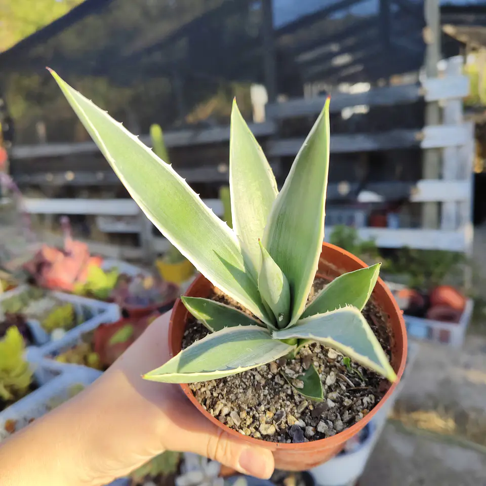 Agave Angustifolia var. Marginata 2
