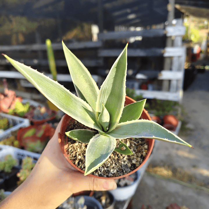 Agave Angustifolia var. Marginata 1