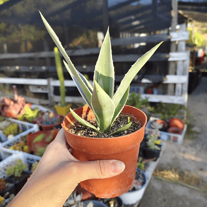 Agave Angustifolia var. Marginata 5