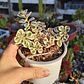 Sedum Spurium Tricolor - Miniatura 2