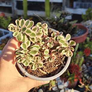 Sedum Spurium Tricolor