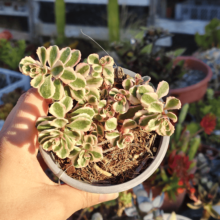 Sedum Spurium Tricolor 1