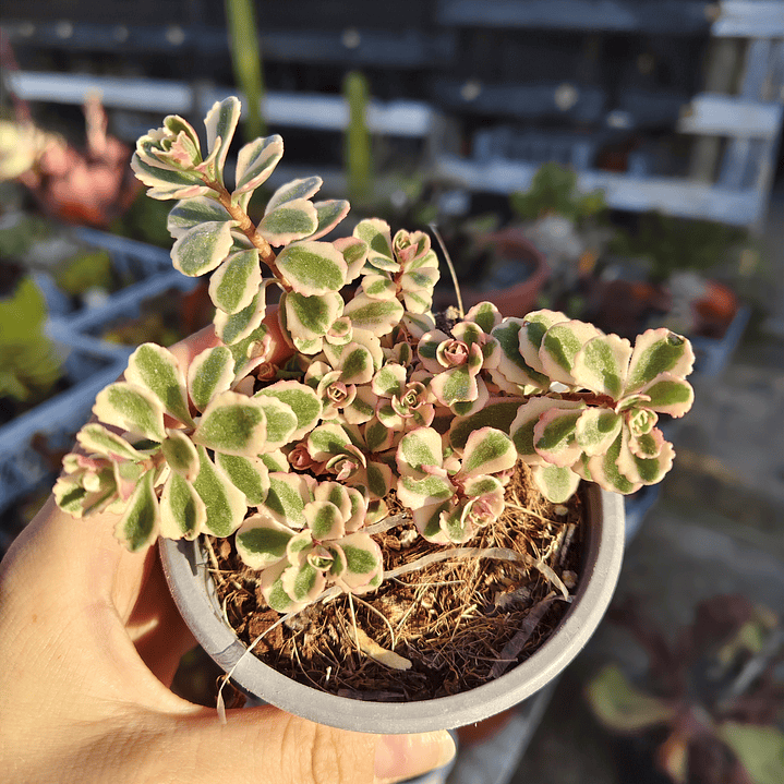 Sedum Spurium Tricolor 3