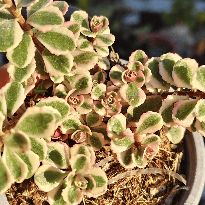 Sedum Spurium Tricolor 4
