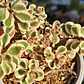 Sedum Spurium Tricolor - Miniatura 4