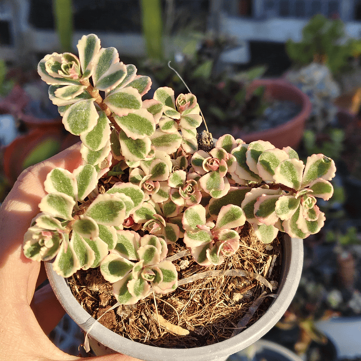 Sedum Spurium Tricolor 5