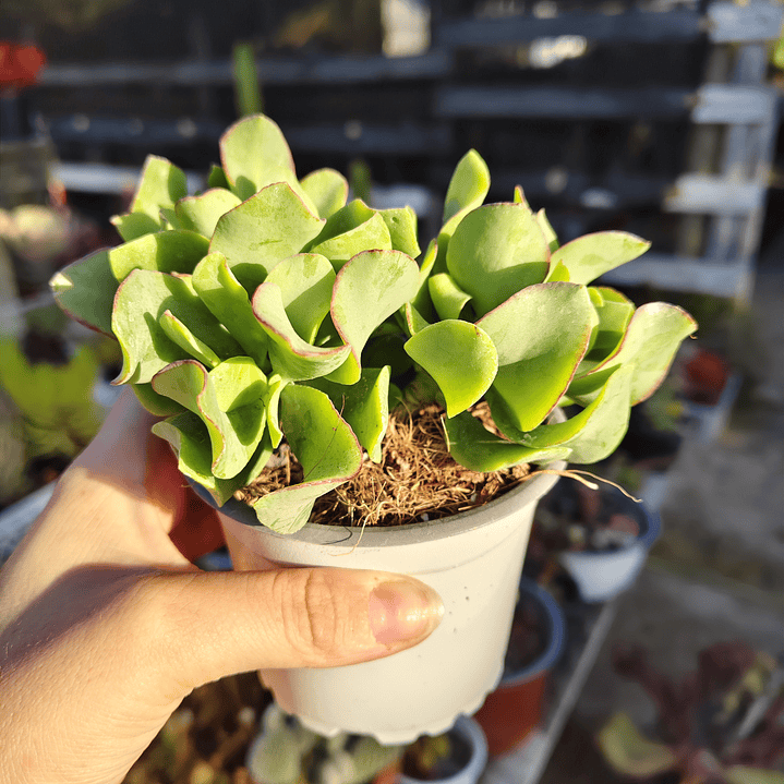 Crassula Ondulafolia 1