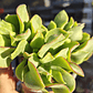 Crassula Ondulafolia - Miniatura 2