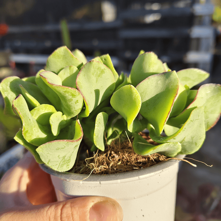 Crassula Ondulafolia 3