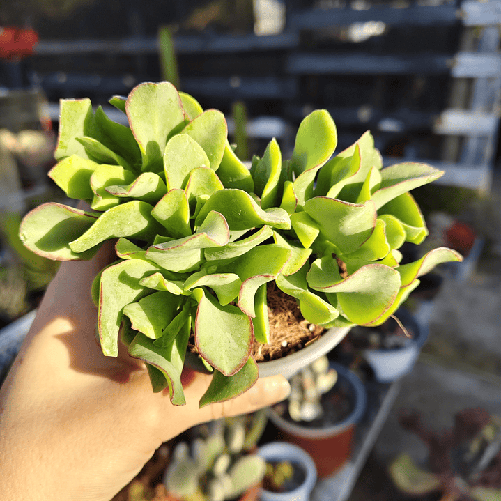 Crassula Ondulafolia 4