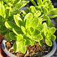 Sedum Kimnachi - Miniatura 2