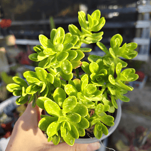 Sedum Kimnachi