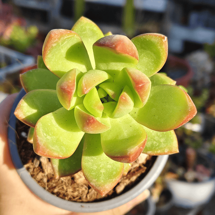 Sedum Adolphii Golden Glow 2