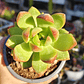 Sedum Adolphii Golden Glow - Miniatura 2