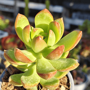 Sedum Adolphii Golden Glow