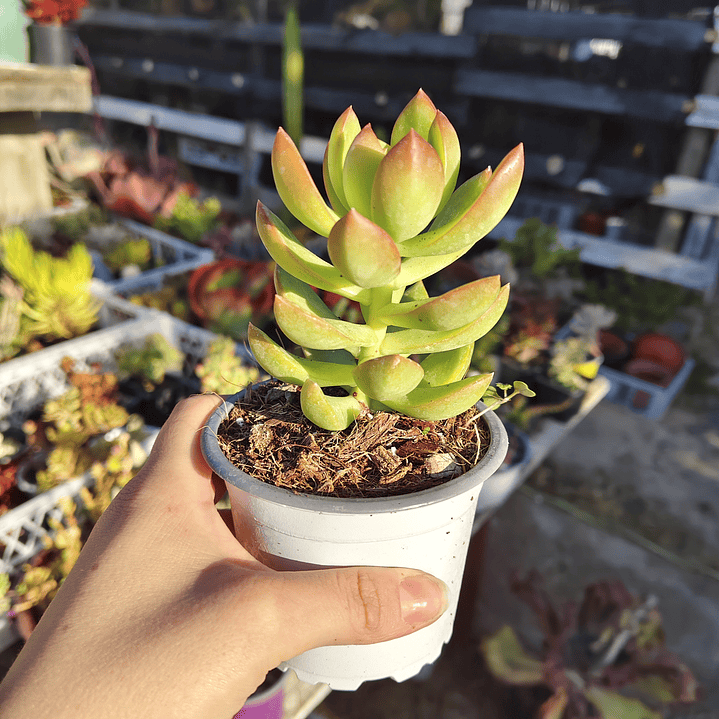 Sedum Adolphii Golden Glow 3