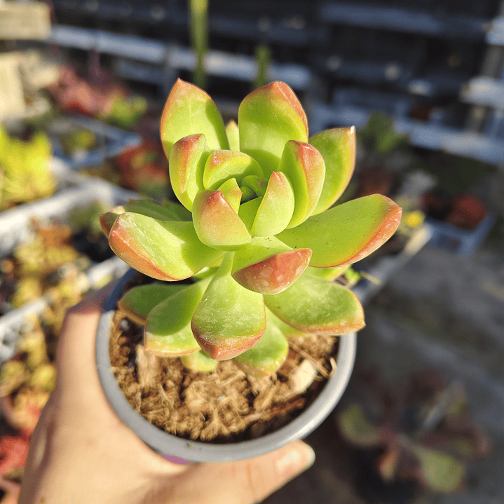 Sedum Adolphii Golden Glow 4