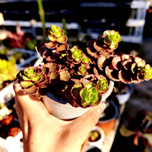Sedum Spurium Vodoo