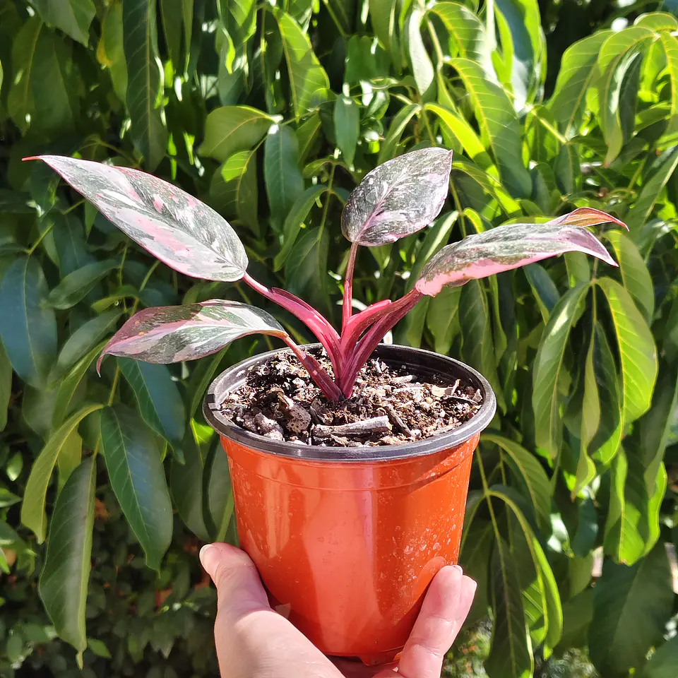 Filodendro Pink Princess Marble 2